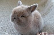 荷兰侏儒兔是什么类型的兔子？