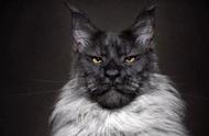 缅因猫的巨无霸：一头野兽般的存在