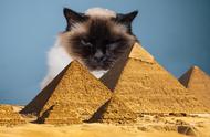 古埃及猫的地位：被珍视为珍宝，杀害猫则被视为死罪？