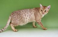 奥西猫：猫咪百科中的神秘品种