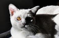 探秘猫展：可爱值爆表的猫咪世界