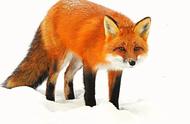 狐狸世界：20余种生物图鉴，动物园仅展示5种