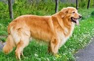 为什么越来越多的人喜欢和金毛相似的“霍夫瓦尔特犬”？