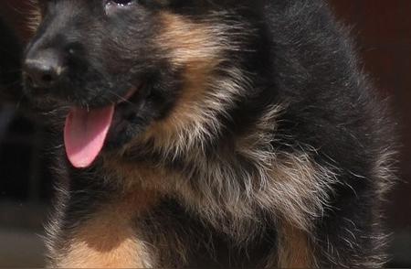 五个月大的纯种德国牧羊犬幼犬，血统纯正，活力四溢！