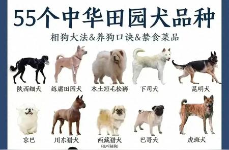 中华田园犬品种大全：55种等你发现！