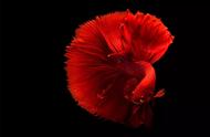 暹罗斗鱼：美丽而凶猛的水中生物