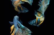 暹罗斗鱼的摄影艺术：泰国摄影师的视角