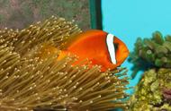 红小丑鱼：海洋生物的瑰宝