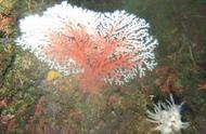 日本媒体报道红珊瑚濒临灭绝：日本人的捕捞行为与中国人的收藏热情