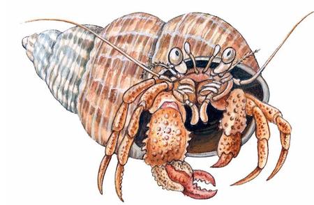 微小甲壳动物奇观：寄居蟹的自然移动家园