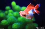 低密度养鱼疑惑：为何金鱼还会缺氧？