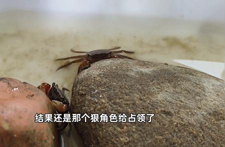 相手蟹（2）：小螃蟹的败逃记