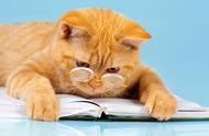探索聪明可爱的猫咪世界：五种推荐品种