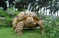 苏卡达陆龟：探索神秘陆龟的奇妙世界
