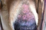 狗狗皮肤病：主人、假药与宠物医生的真相