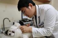揭秘宠物医生：从猫病狗命到全面的健康守护