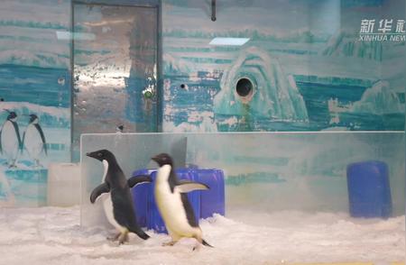 黑龙江引进阿德利企鹅：探索新生物带来的生态变革