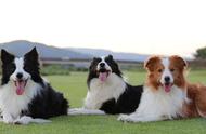 揭秘世界犬类智商排名前五！你家爱犬上榜了吗？
