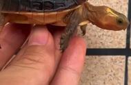探索黄缘龟：活泼好动，适合家养的宠物选择