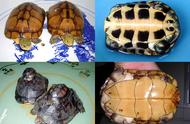 石龟：常见观赏龟的魅力与养护常识