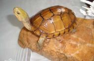 黄喉拟水龟：国龟之魅力展现