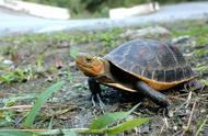 黄缘闭壳龟：独特的生态特征与魅力