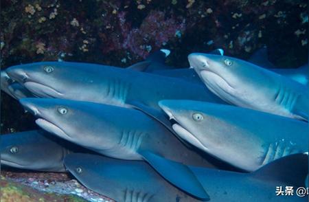 30张罕见生物图大揭秘：海底礁鲨与玉色驼鹿的奇幻世界