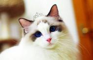 五种最适合家养的猫咪盘点：中国本土品种上榜