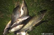 在夏季的夜晚钓鱼：四种地形下的大鱼捕获技巧