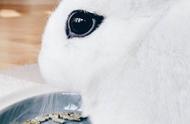侏儒海棠兔：别名侏儒熊猫兔，拥有迷人的眼线