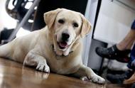 训犬师揭秘拉布拉多犬的五大罪状：你家的狗中了几个？