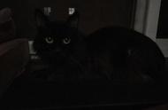 纯黑色的猫：深更半夜的恐怖片体验