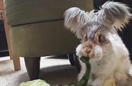 安哥拉兔的饲养和繁殖指南