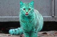 小区里的荧光猫引发热议，真相令人震惊