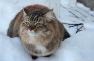 与挪威森林猫容易混淆的猫种：西伯利亚猫