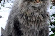 挪威森林猫的颜值能打动你的心吗？