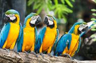 6种大型金刚鹦鹉，第一种蓝黄最便宜仅万元，放开饲养人人都想养