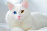 土耳其梵猫与土耳其梵科迪斯猫：朋友们的最佳宠物推荐