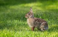 兔年特辑：鼠兔与兔子，哪个更像鼠？
