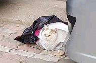 路边的名贵加菲猫，等待命运的安排，这么昂贵的宠物竟然被遗弃？