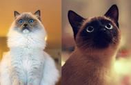 暹罗猫性格揭秘：温顺粘人，居家生活的最佳伴侣