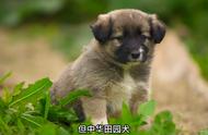 中华田园犬：城市中的濒危动物