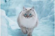 西伯利亚森林猫：猫咪图鉴中的神秘品种