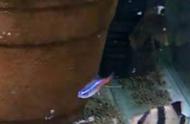 笑翻！红绿灯鱼竟然在鱼缸里争夺领地，这是你的私人鱼缸吗？