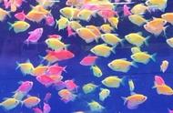 天使鱼：小型观赏鱼的优选，颜色鲜艳，易于养护