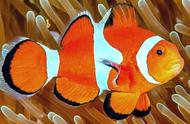生物相册：尼莫小丑鱼的故事，你知道吗？