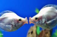 接吻鱼：自然界中独特的斗争方式