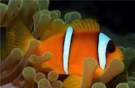小丑鱼的种类有哪些？揭秘三带小丑鱼、伯爵小丑鱼及澳洲小丑鱼