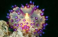 海底奇观：揭秘五彩斑斓的神秘生物