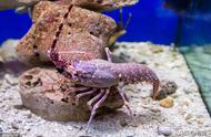 水族新宠：色彩斑斓的宠物虾